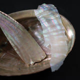 <transcy>Raden Rock Glass / Asanoha</transcy>